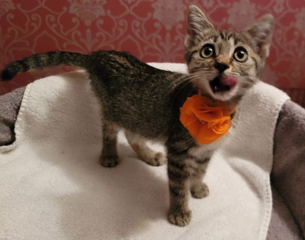 Schnitzel thumbnail 3