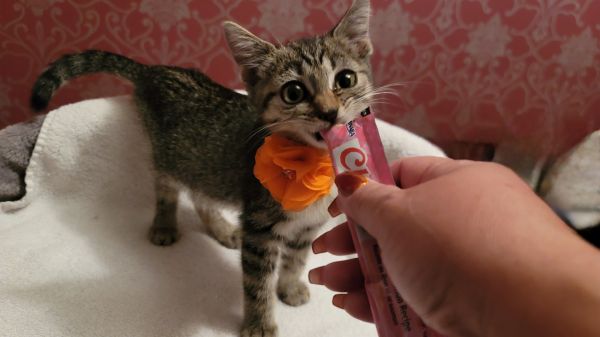 Schnitzel thumbnail 4