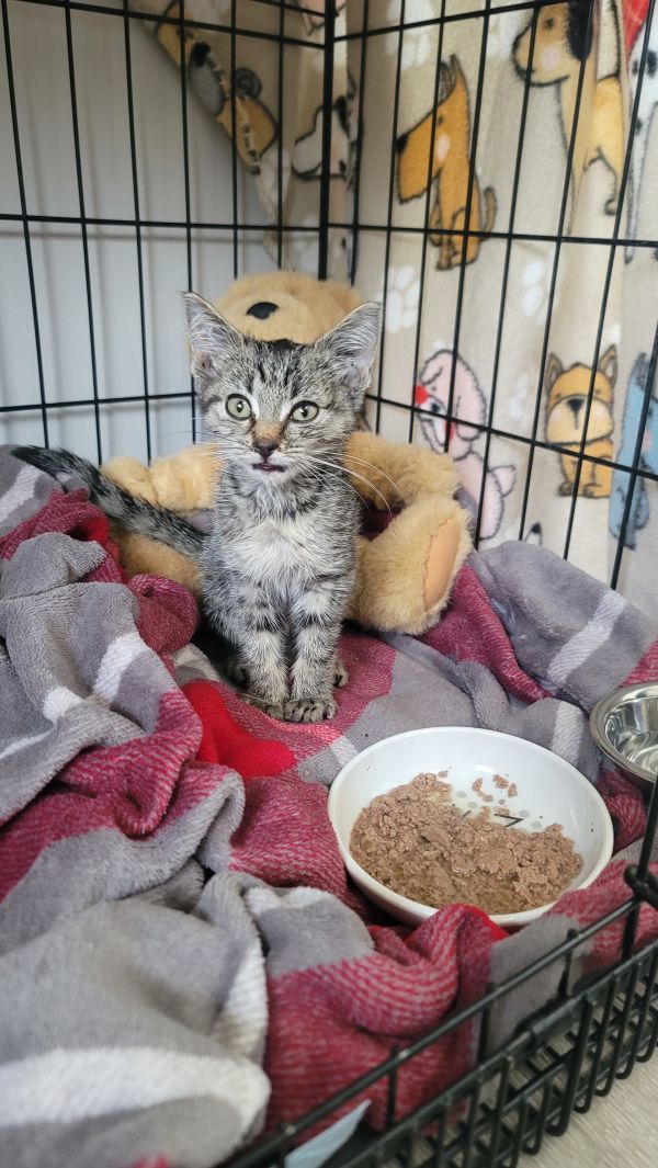 Schnitzel thumbnail 5