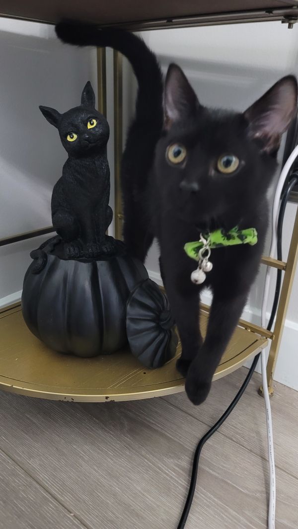 Lord Theodore Noir thumbnail 2