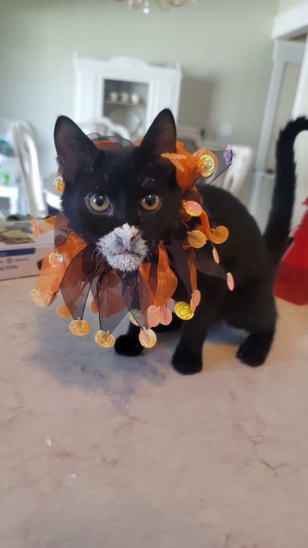 Lord Theodore Noir thumbnail 3