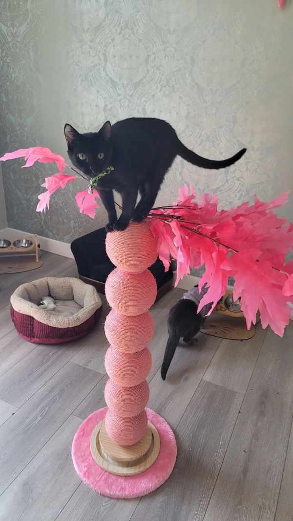 Lord Theodore Noir thumbnail 4