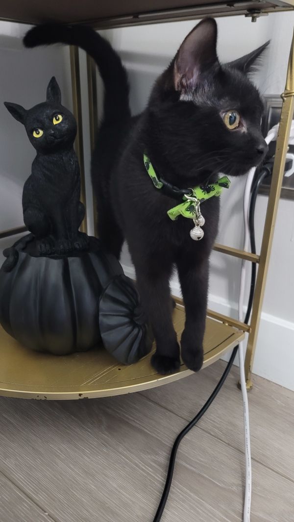 Lord Theodore Noir thumbnail 5