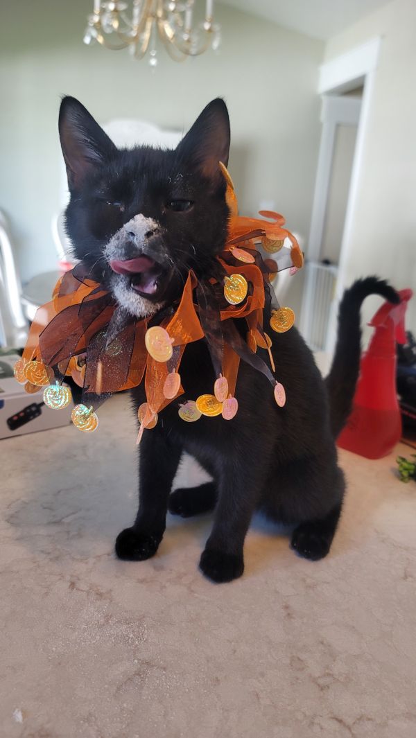 Lord Theodore Noir thumbnail 6