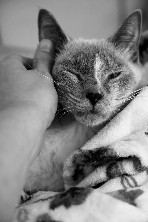 Four Square thumbnail 2