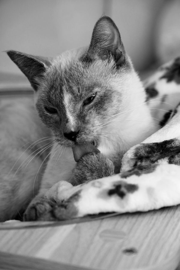 Four Square thumbnail 3