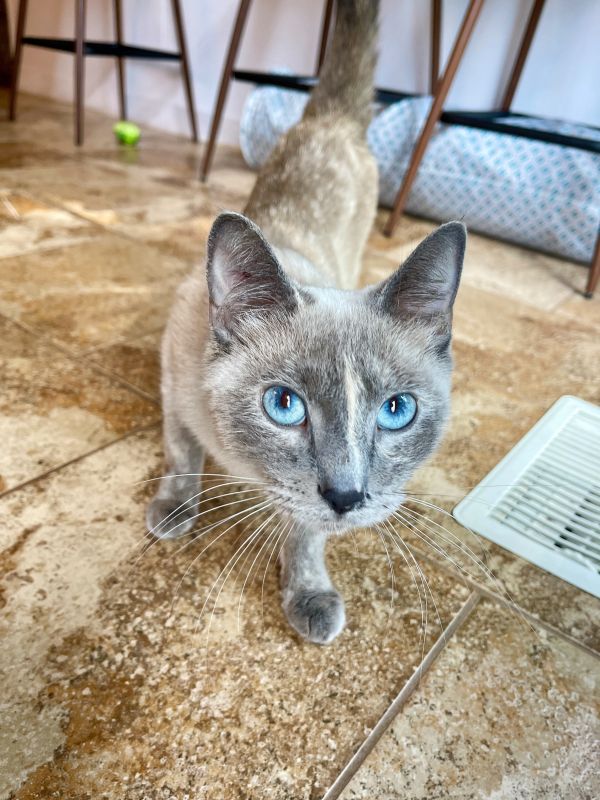 Four Square thumbnail 4