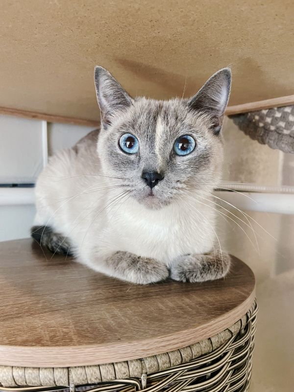 Four Square thumbnail 5