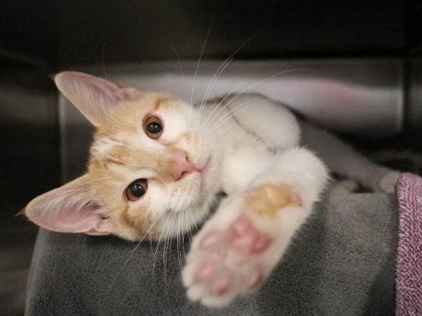 Gordon Ramsey photo 1