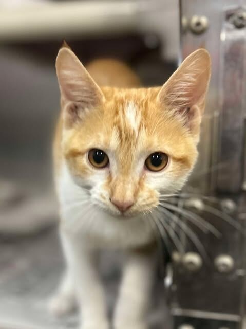 Gordon Ramsey thumbnail 2