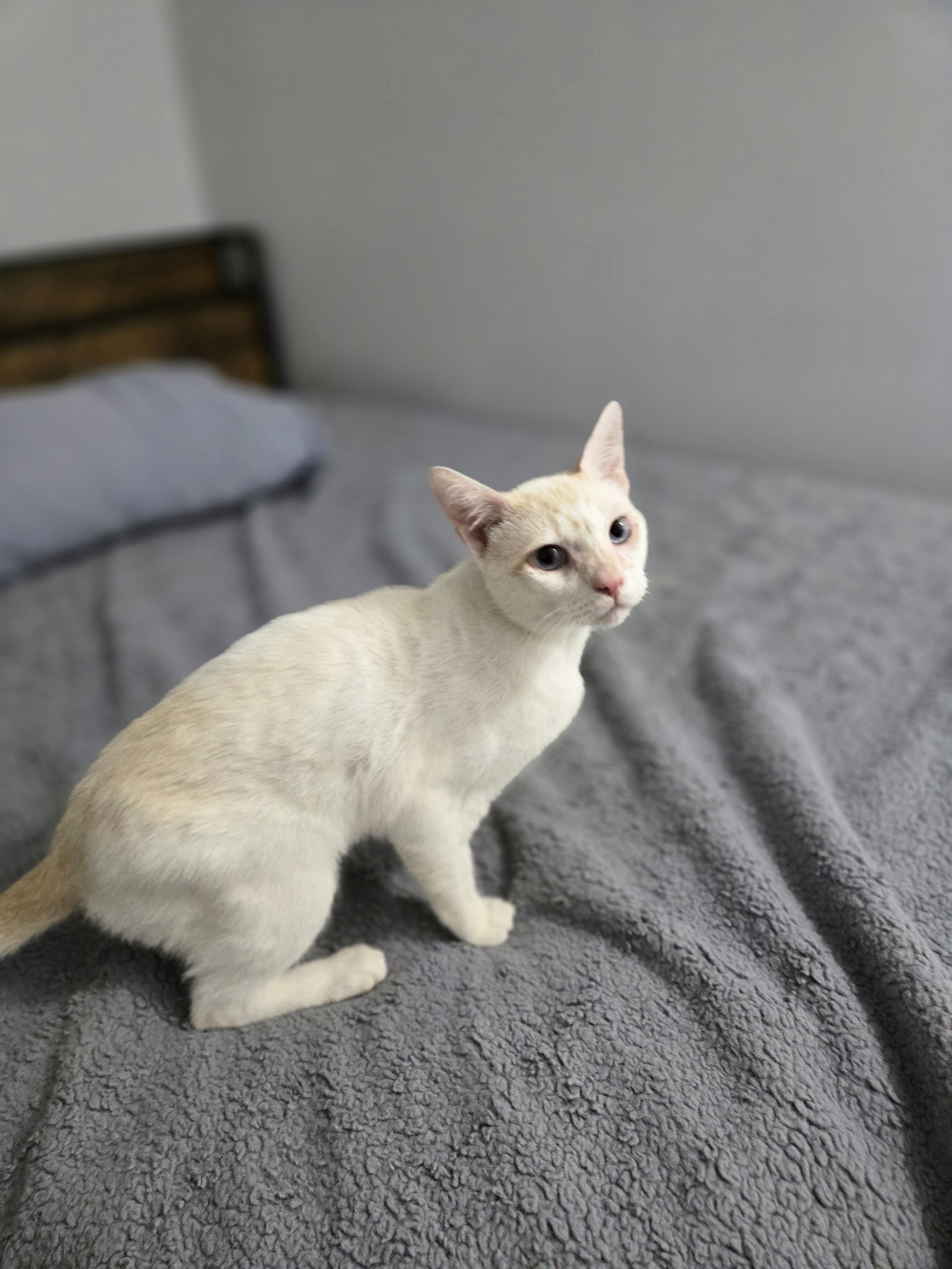 Karoo, an adoptable Domestic Short Hair, Havana in Walled Lake, MI, 48390 | Photo Image 2