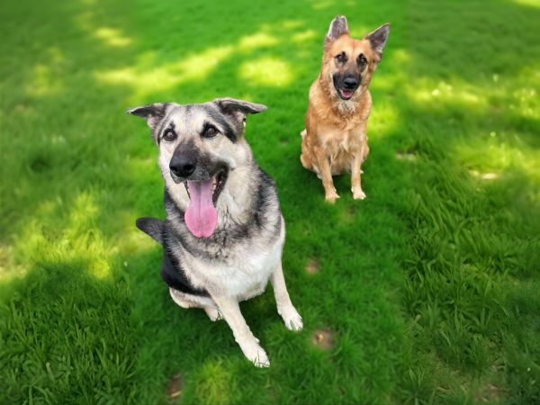 Queenie  Duchess photo 1