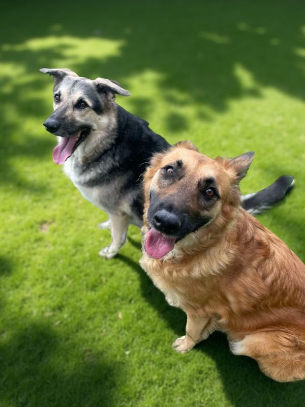 Queenie  Duchess thumbnail 2