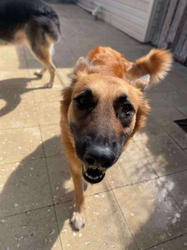 Queenie  Duchess thumbnail 3