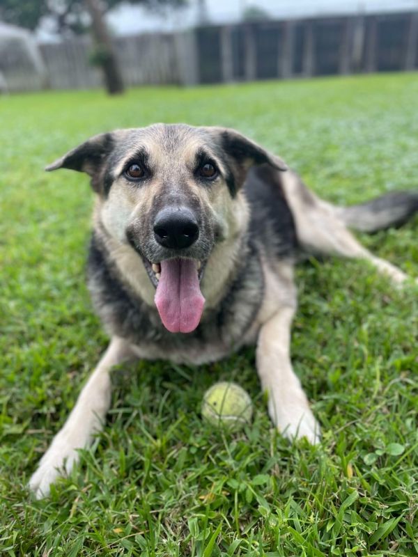 Queenie  Duchess thumbnail 4