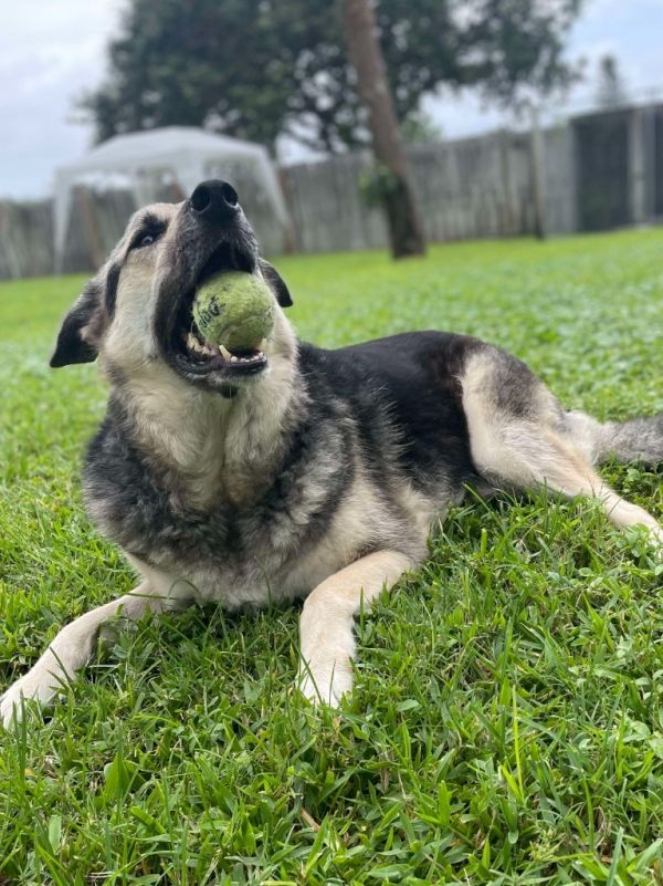 Queenie  Duchess thumbnail 5