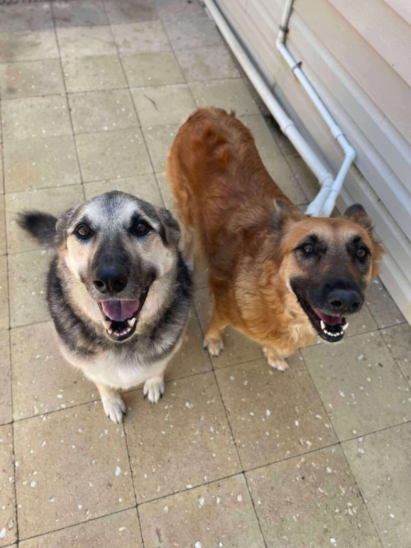 Queenie  Duchess thumbnail 6