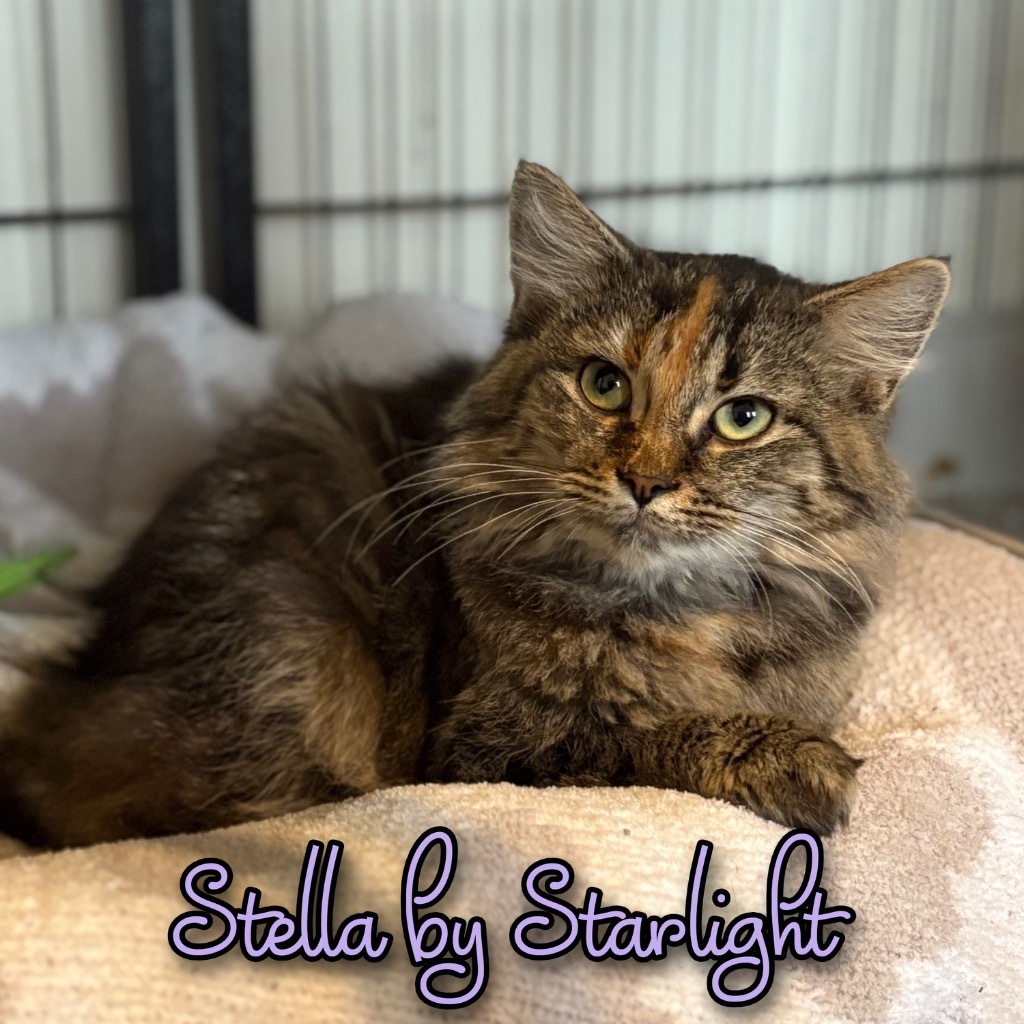 Stella by Starlight