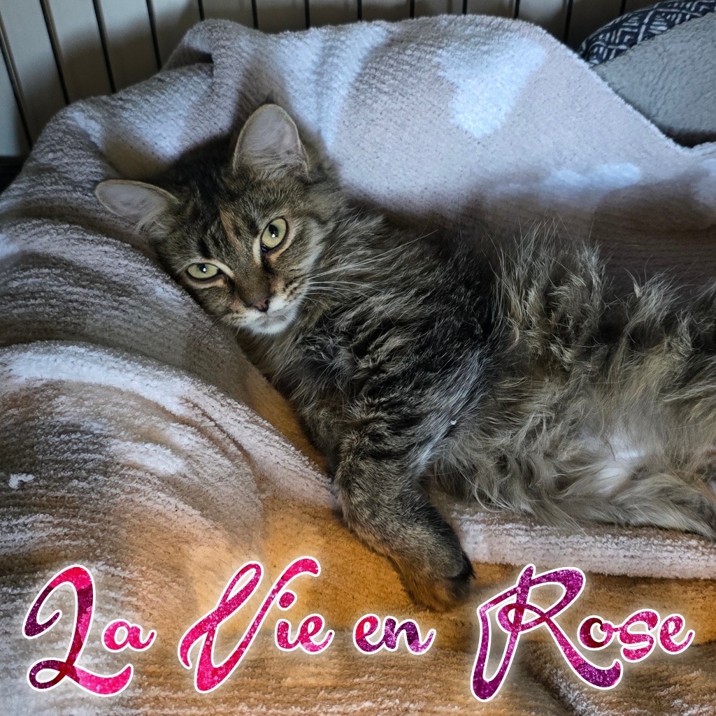 La Vie en Rose