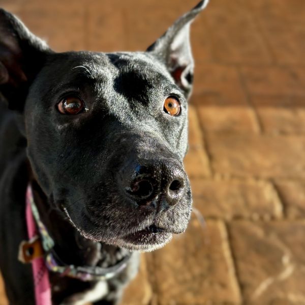 Raisin Bread photo 1