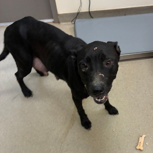 Raisin Bread thumbnail 2