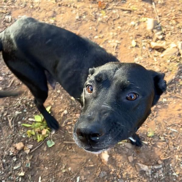 Raisin Bread thumbnail 3