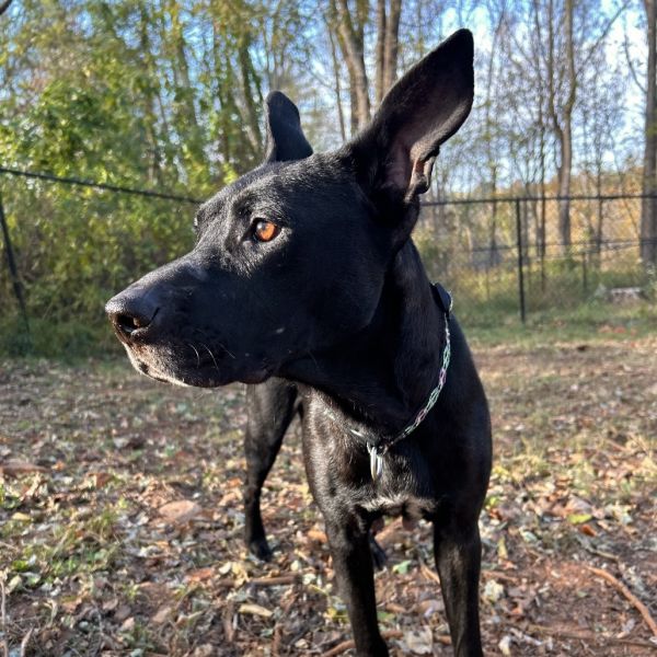 Raisin Bread thumbnail 4