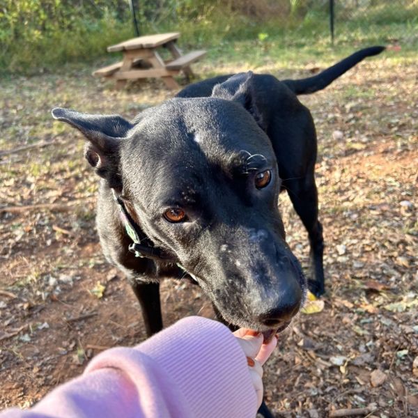 Raisin Bread thumbnail 5