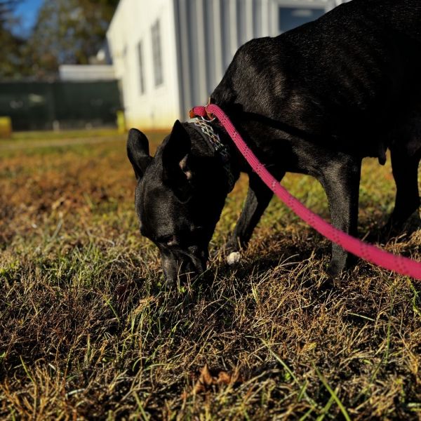 Raisin Bread thumbnail 6