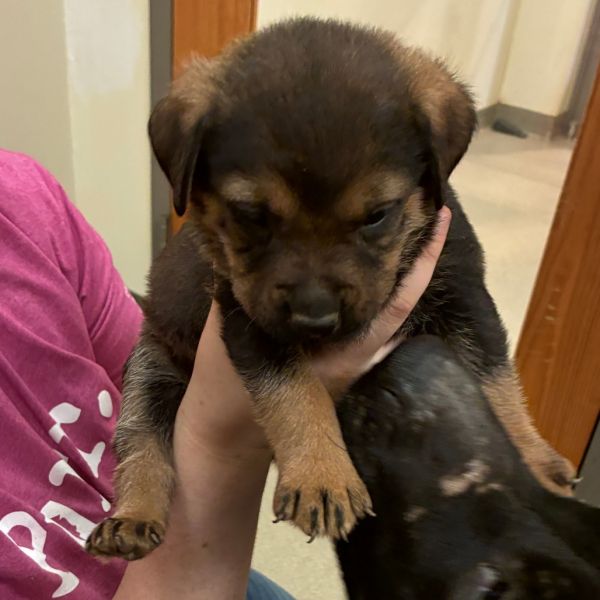 Pumpernickel photo 1