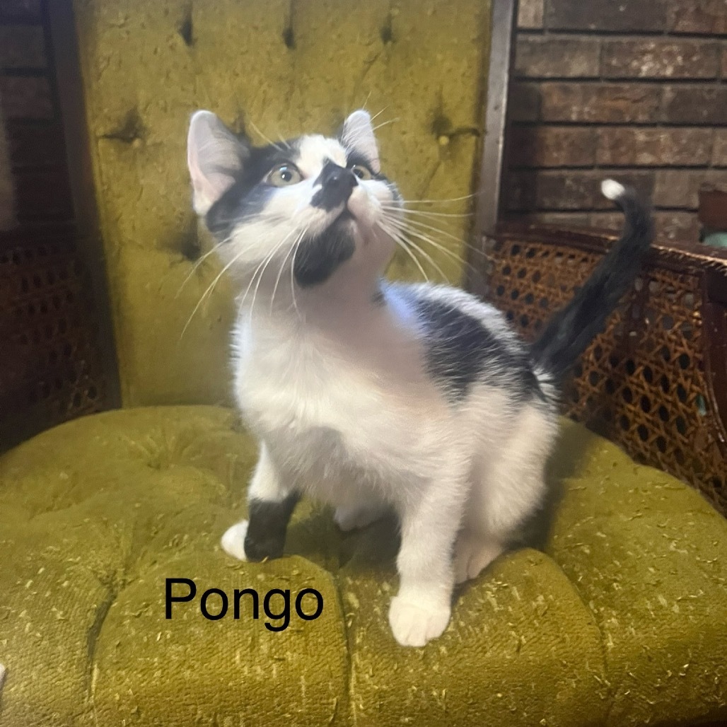 Pongo