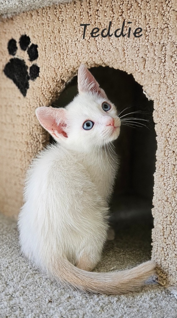 Teddie