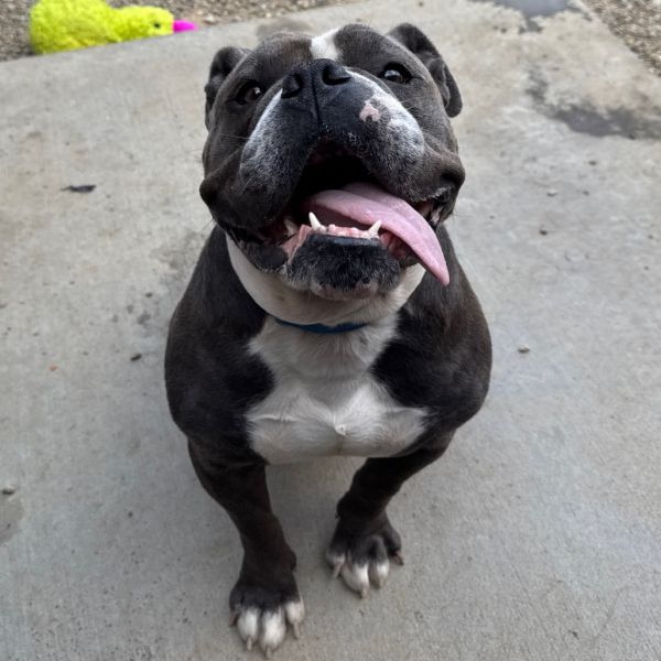 Bagel Boy thumbnail 2