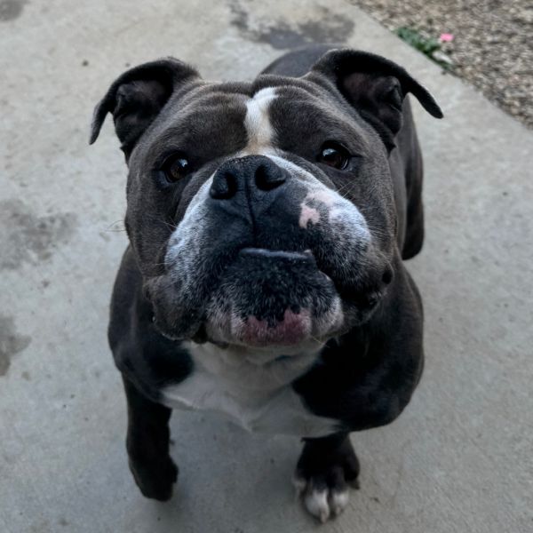 Bagel Boy thumbnail 3