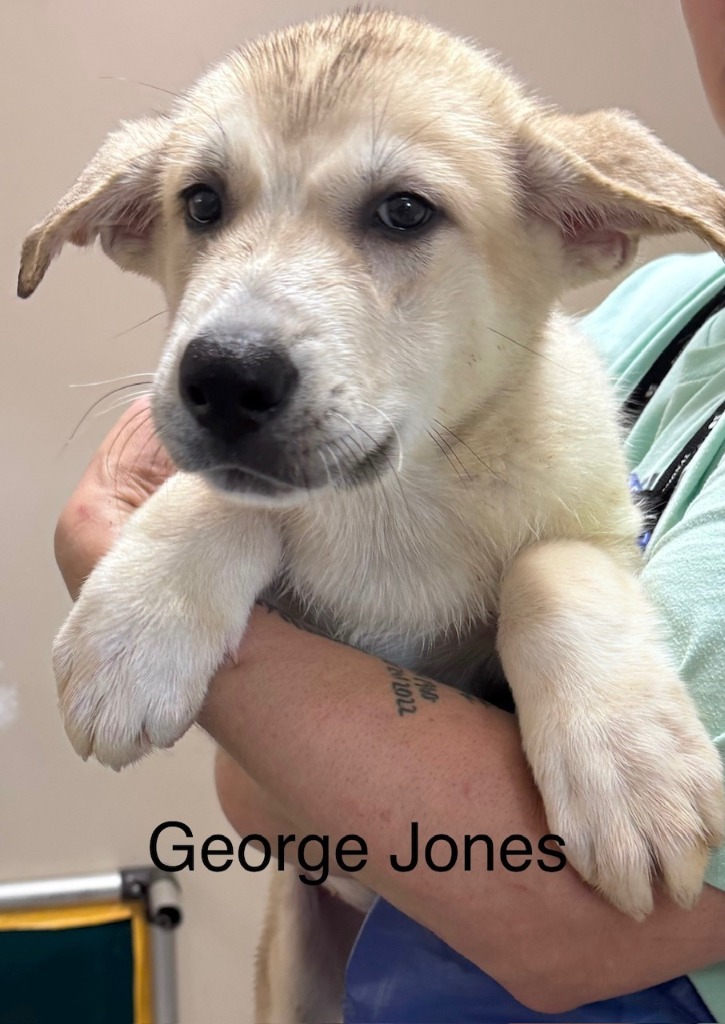 George Jones, an adoptable Great Pyrenees, Anatolian Shepherd in Crandon, WI, 54520 | Photo Image 1
