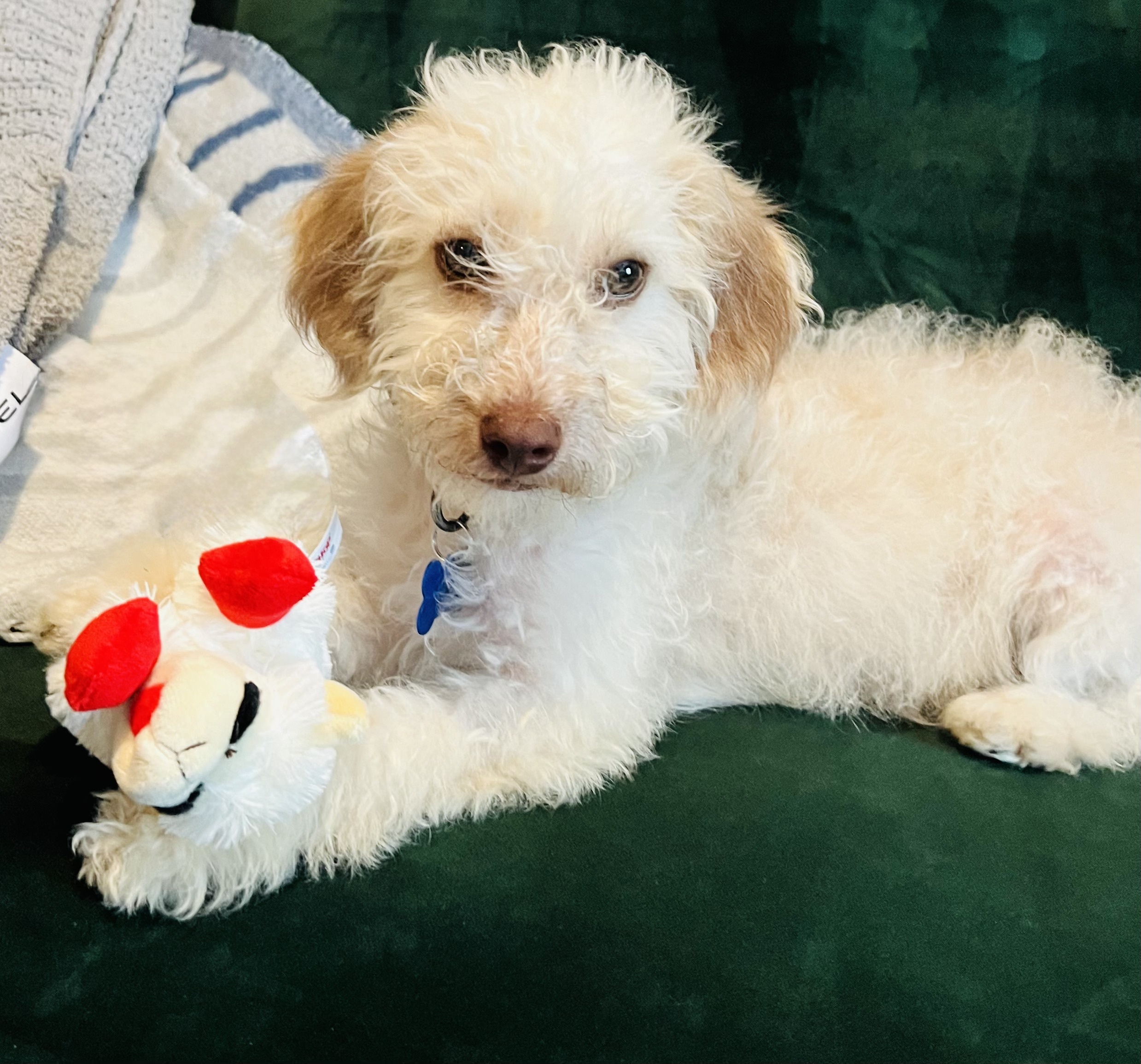 Goose, an adoptable Havanese, Mixed Breed in Valley Village, CA, 91607 | Photo Image 1