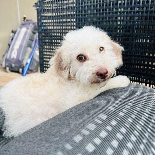 Goose, an adoptable Havanese, Mixed Breed in Valley Village, CA, 91607 | Photo Image 2