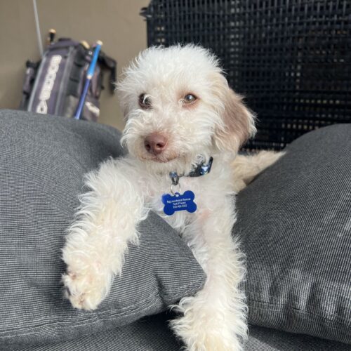 Goose, an adoptable Havanese, Mixed Breed in Valley Village, CA, 91607 | Photo Image 3