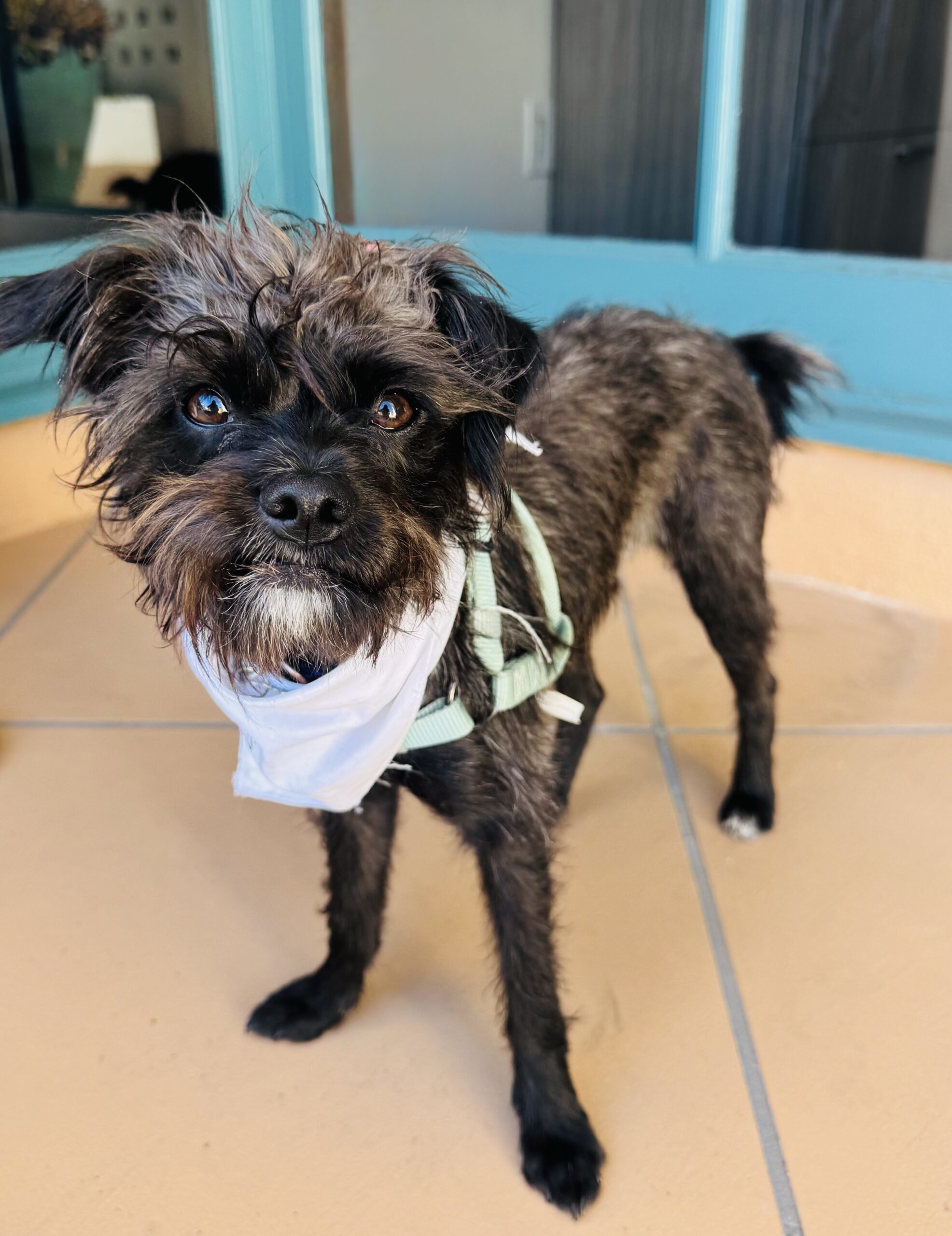 Ember, an adoptable Affenpinscher, Brussels Griffon in Valley Village, CA, 91607 | Photo Image 1