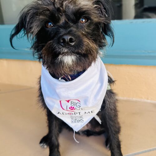 Ember, an adoptable Affenpinscher, Brussels Griffon in Valley Village, CA, 91607 | Photo Image 2