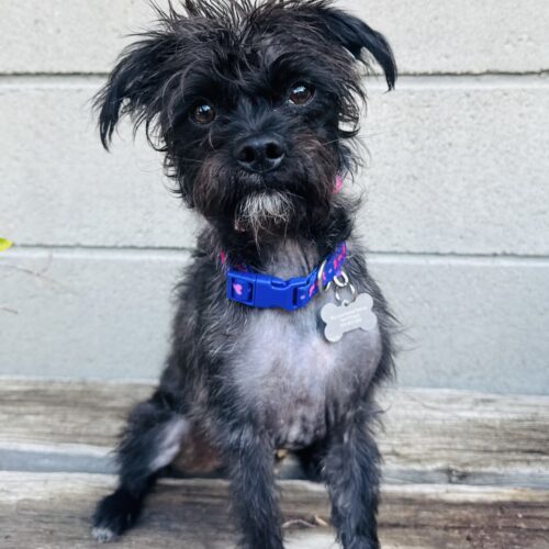 Ember, an adoptable Affenpinscher, Brussels Griffon in Valley Village, CA, 91607 | Photo Image 3