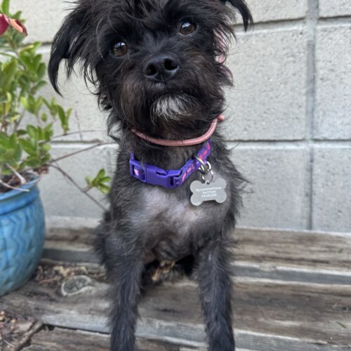 Ember, an adoptable Affenpinscher, Brussels Griffon in Valley Village, CA, 91607 | Photo Image 4