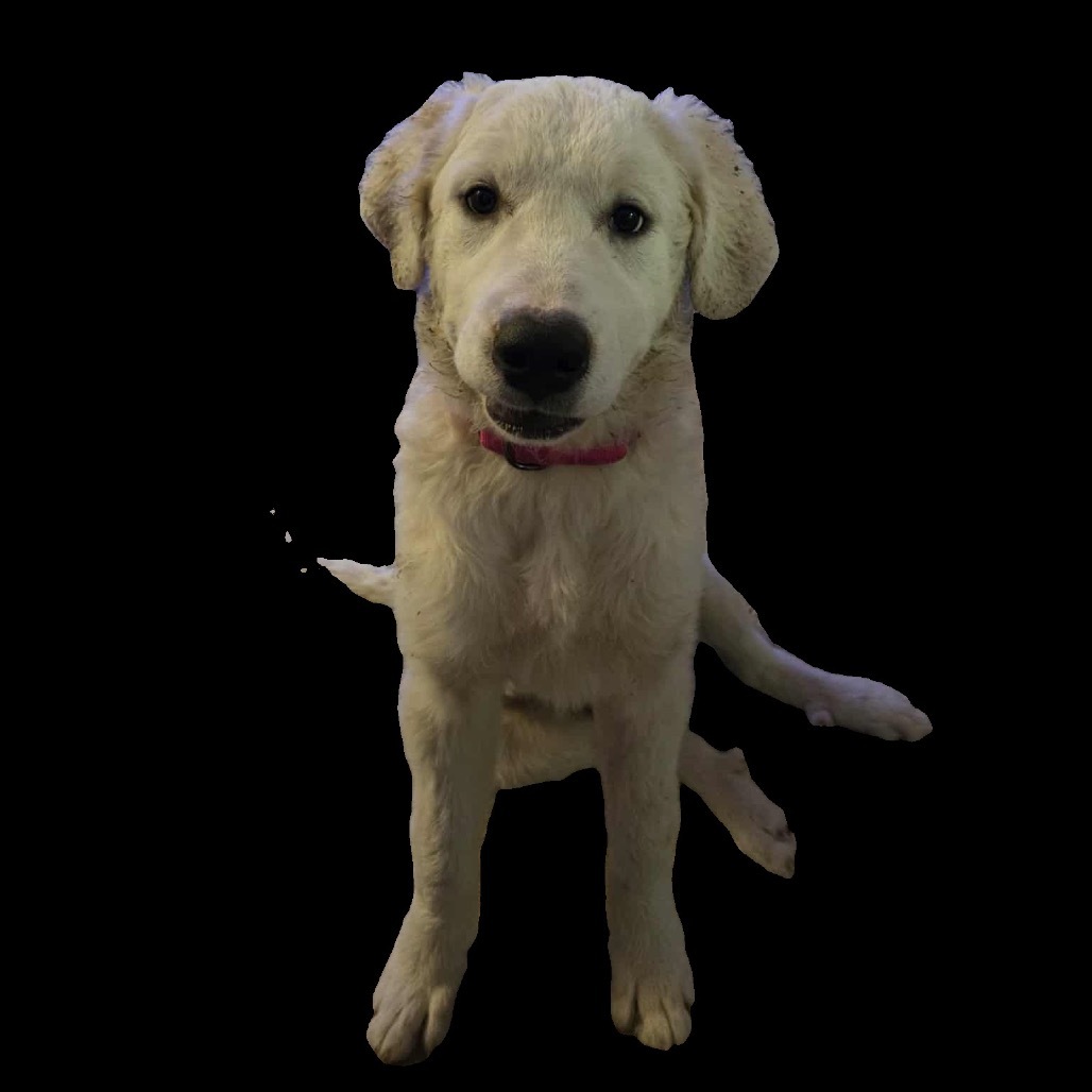 Nova