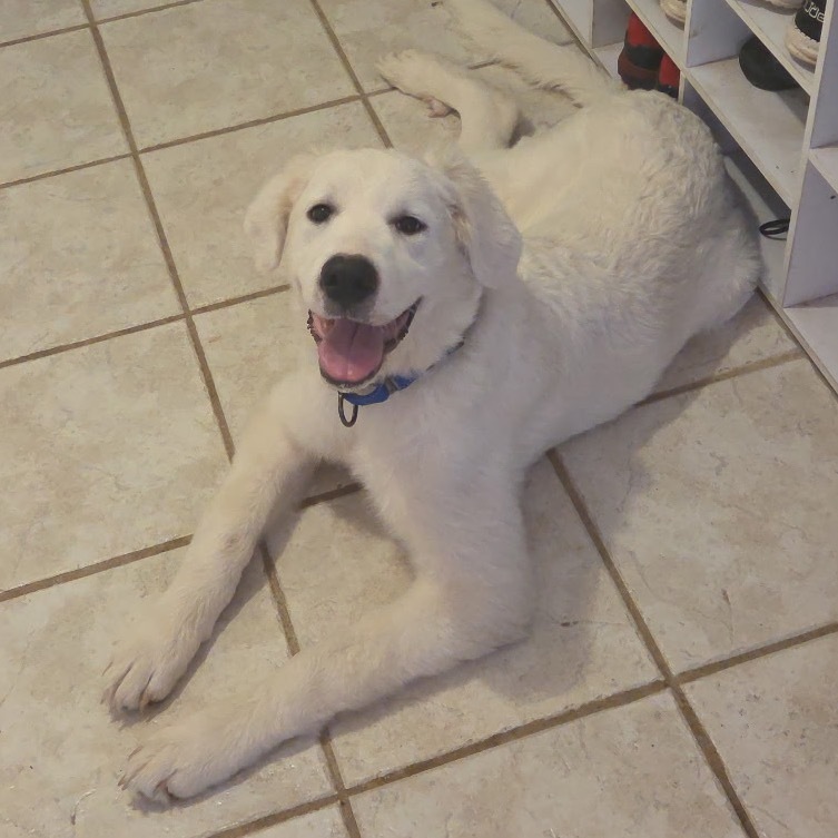 Nova