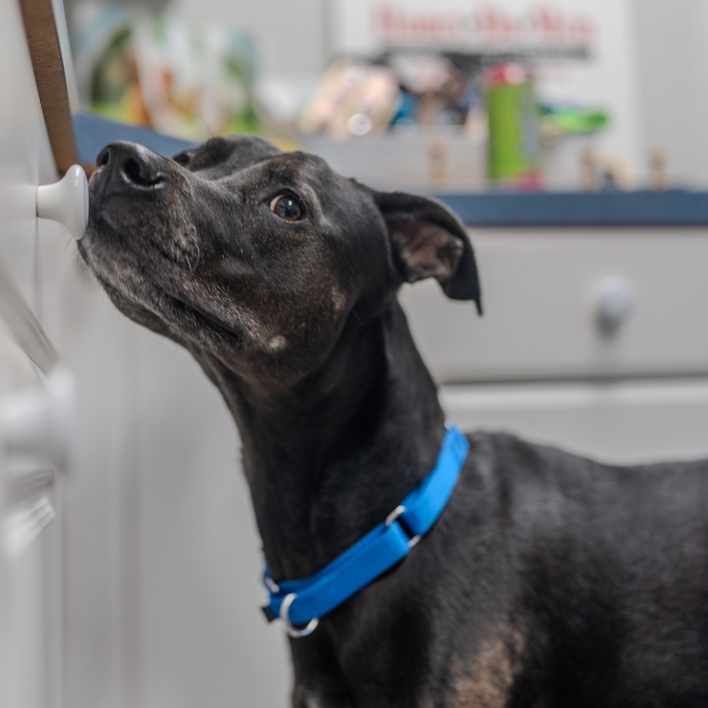 Little Foot (aka Beech)