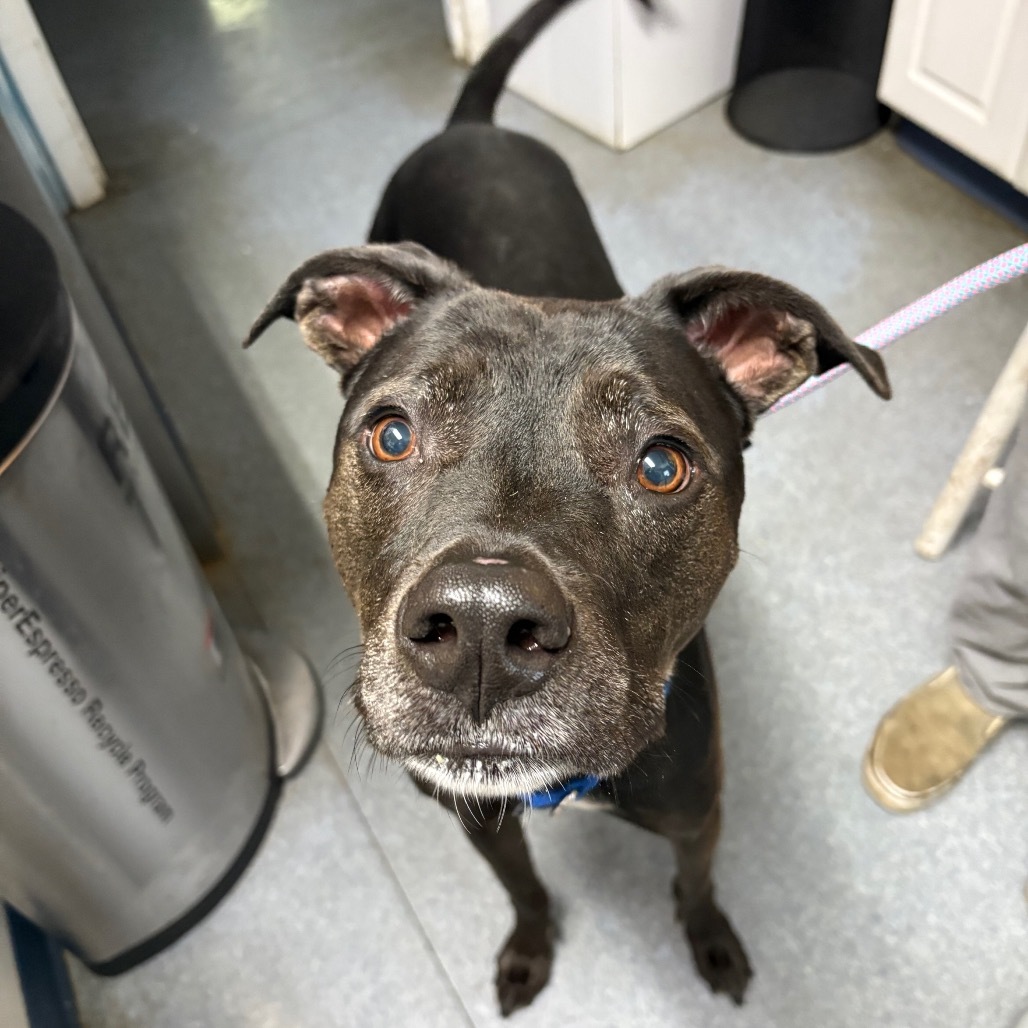 Little Foot (aka Beech)