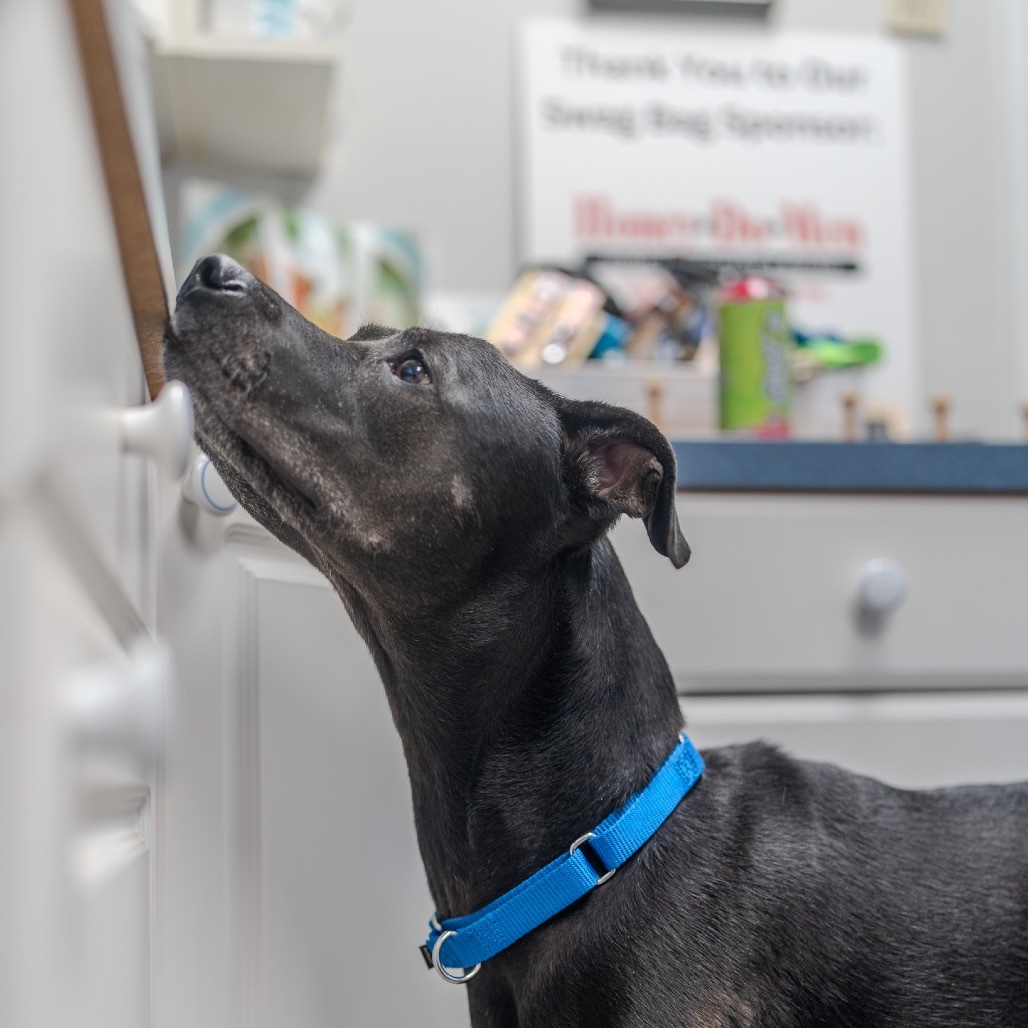 Little Foot (aka Beech)