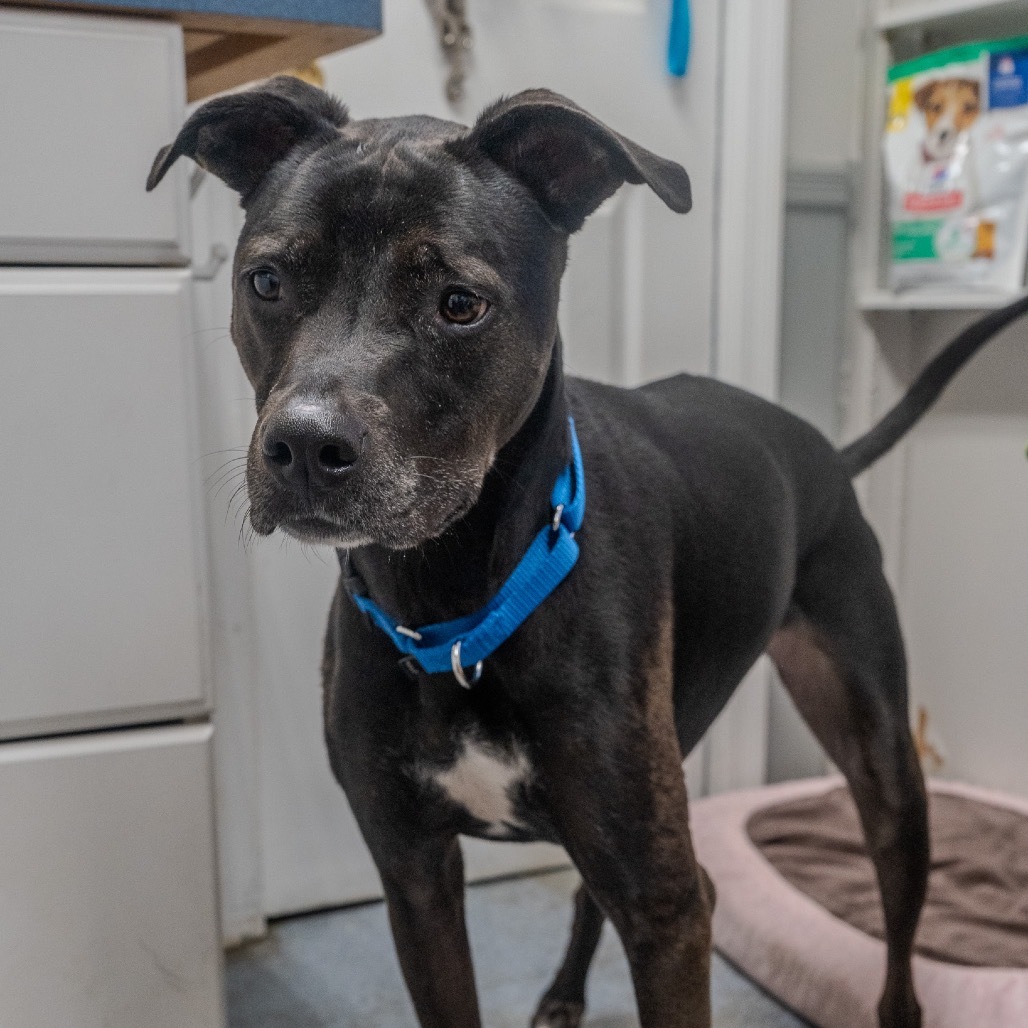 Little Foot (aka Beech)