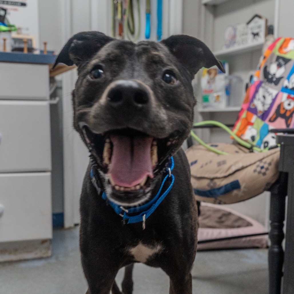 Little Foot (aka Beech)