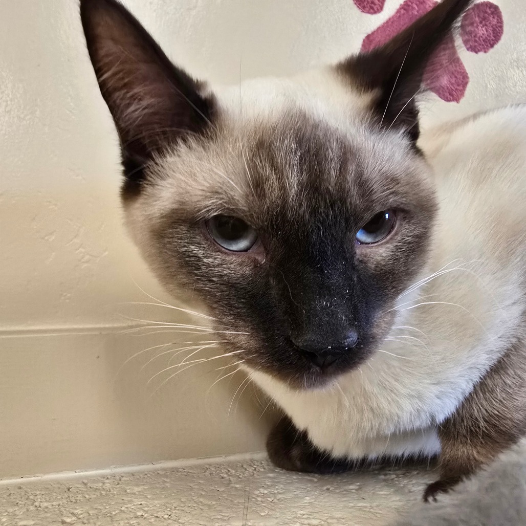 Marcus, an adoptable Domestic Short Hair in Wickenburg, AZ, 85390 | Photo Image 1